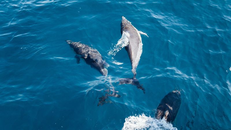 Dolphins swimming in the water