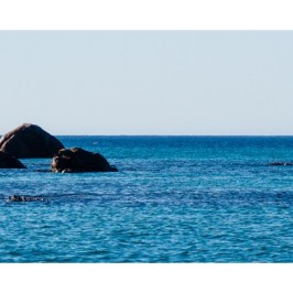 A group of birds resting on some rocks