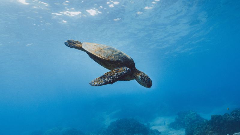 A sea turtle underwater