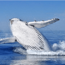 A whale breaching the water