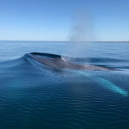 a whale breaching and blowing water