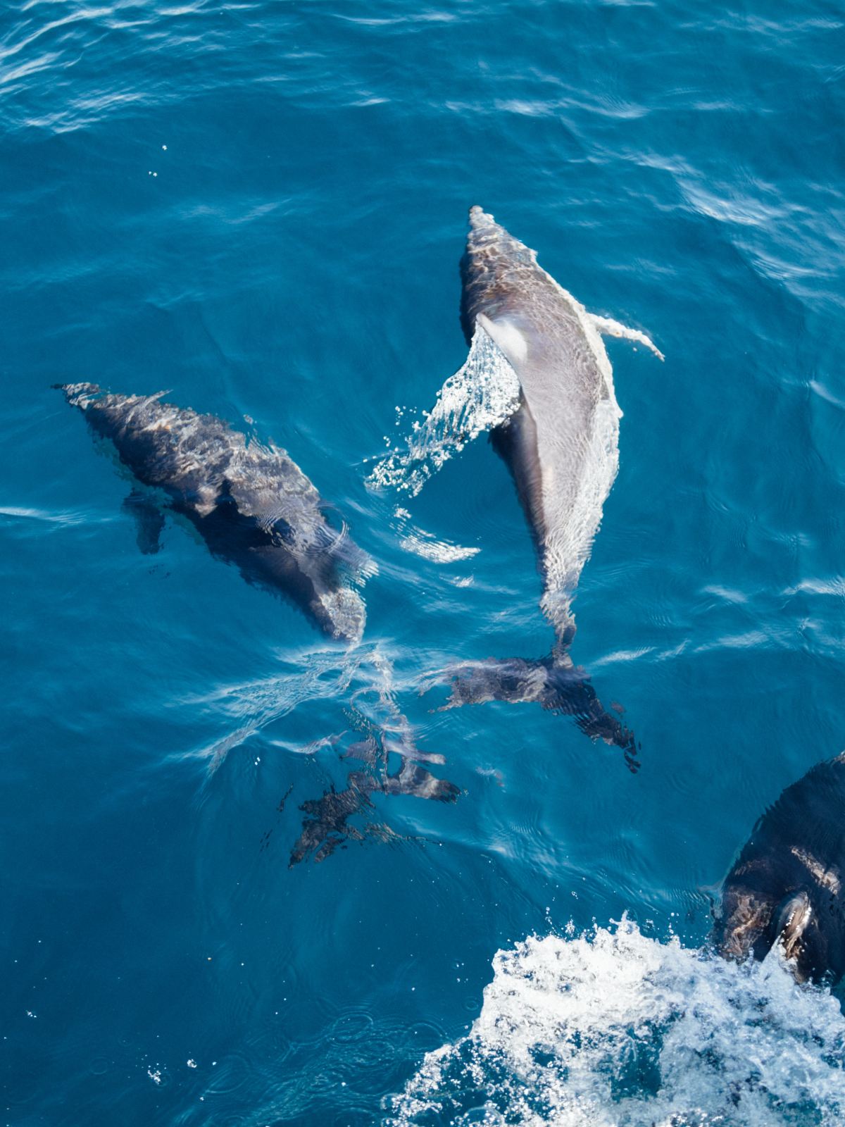 Dolphins swimming in the water