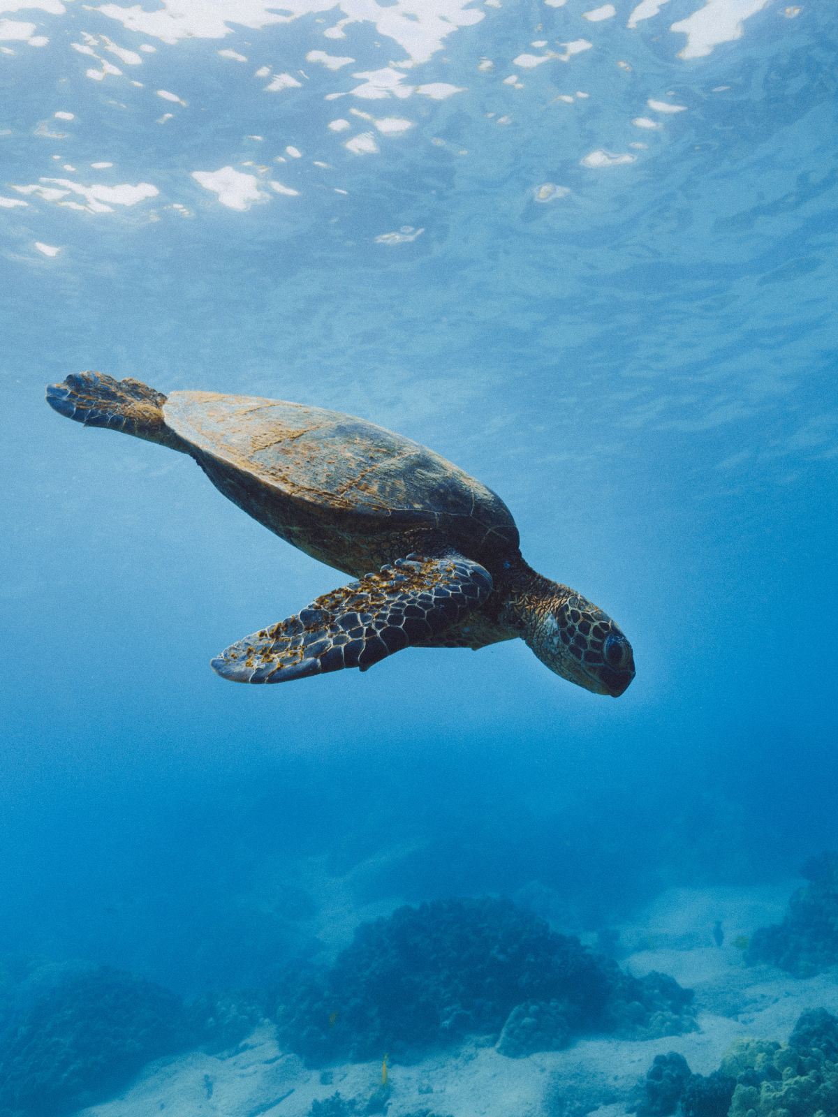 A sea turtle underwater