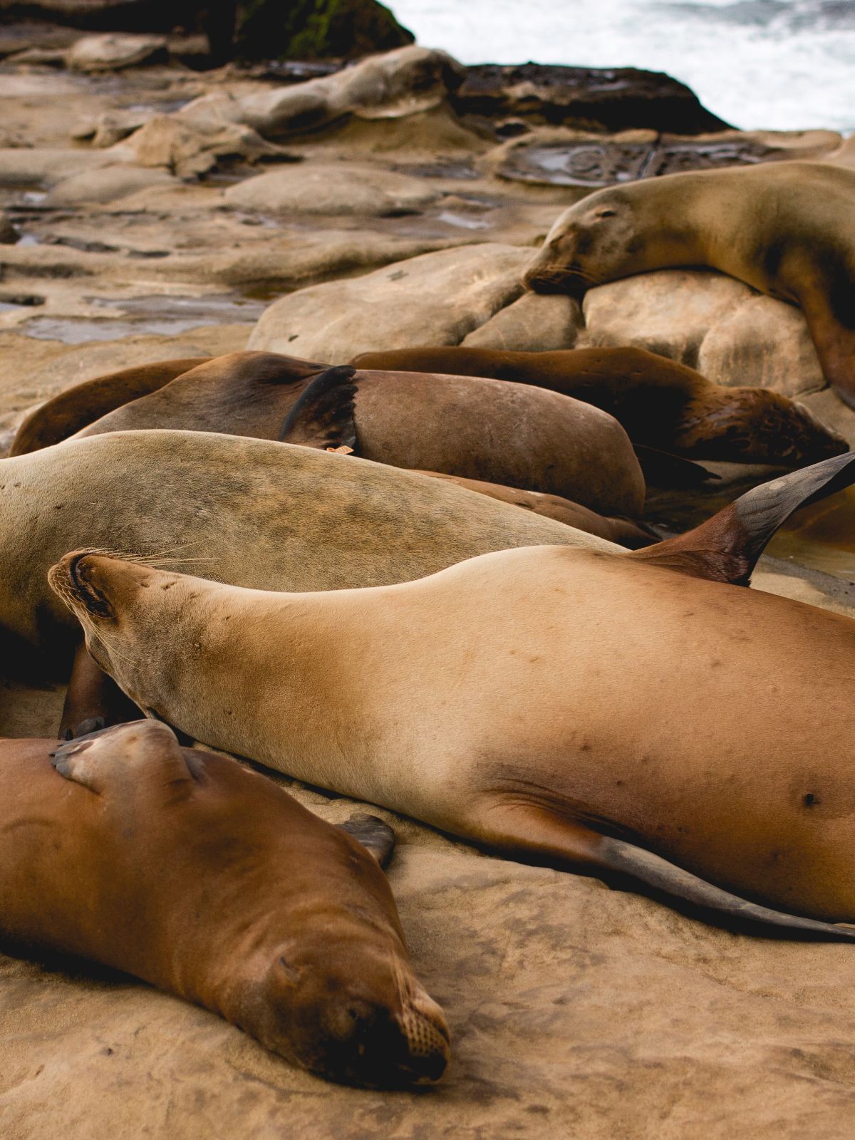 A group of seals relaxing on the rocks