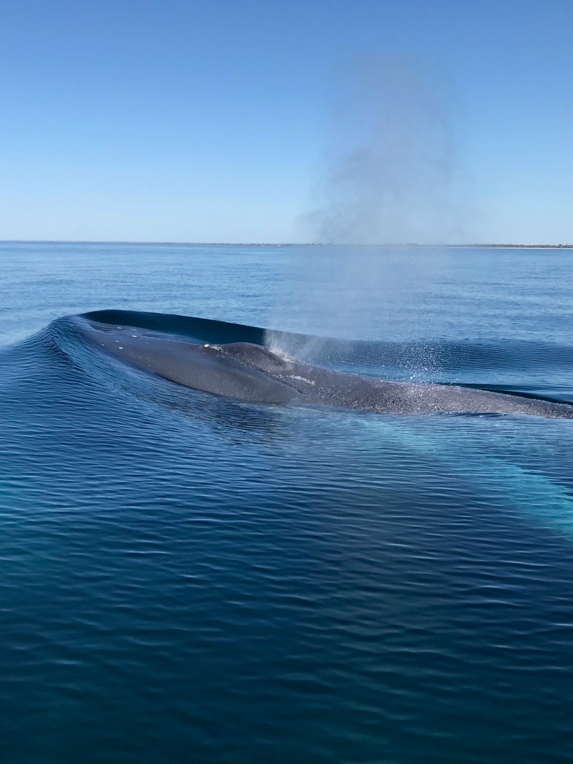a whale breaching and blowing water