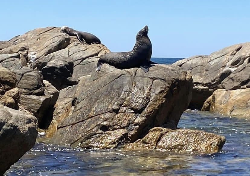 Two seals resting on large rocks by the sea under a clear blue sky.